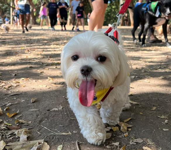 Alunos de Arquitetura e Urbanismo da FATEP promovem Cãominhada Solidária em prol da Ong SPPA – Sociedade Piracicabana de Proteção aos Animais